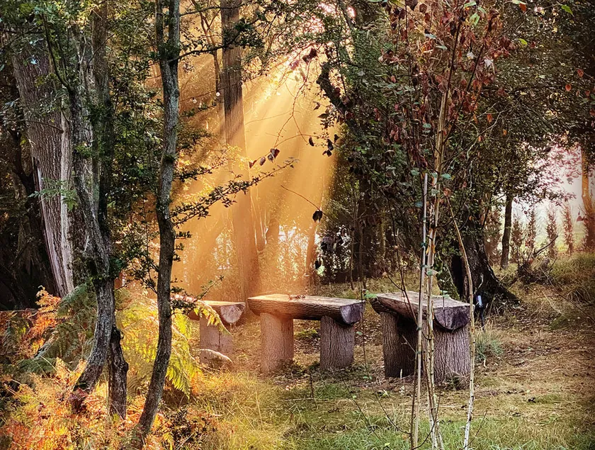 Low sun breaking through the trees over a woodland bench