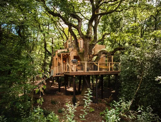 The ancient oak rising through the treehouse deck