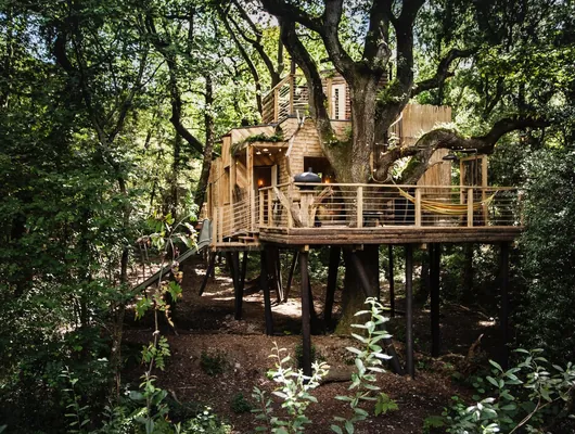 The treehouse held in the canopy of its oak