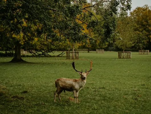 A fallow deer standing among the trees in the Oxfordshire parkland