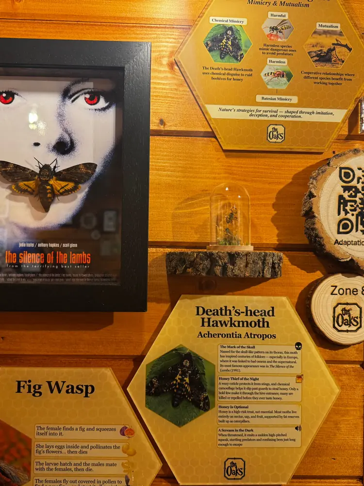 Adaptation and disguise display