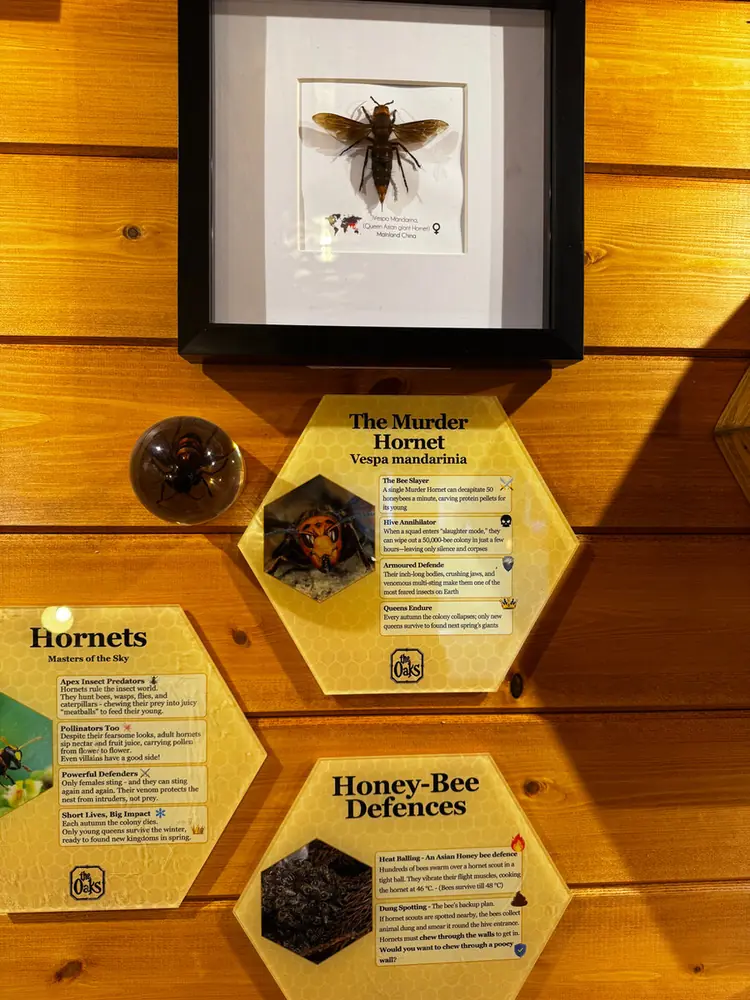 Wallace's Giant Bee