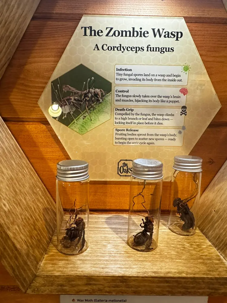 Parasitoid wasp specimens