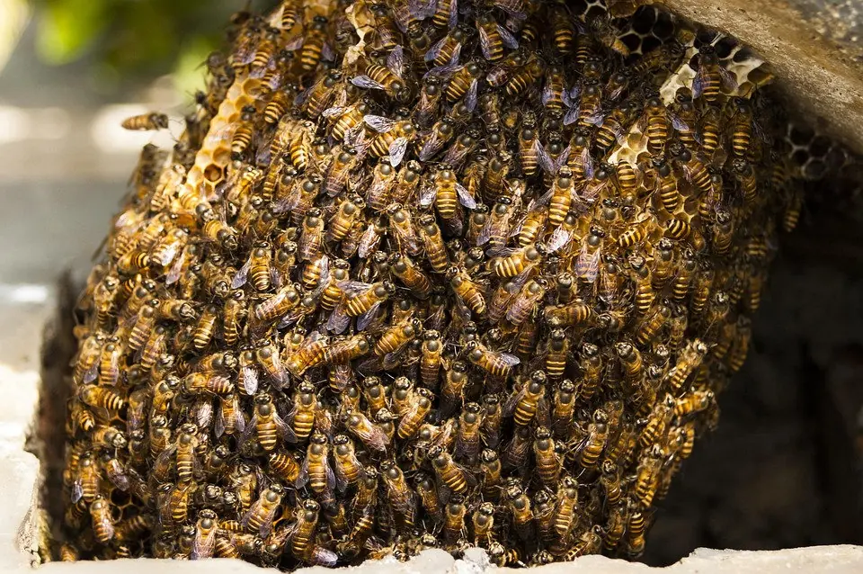 HoneyBees