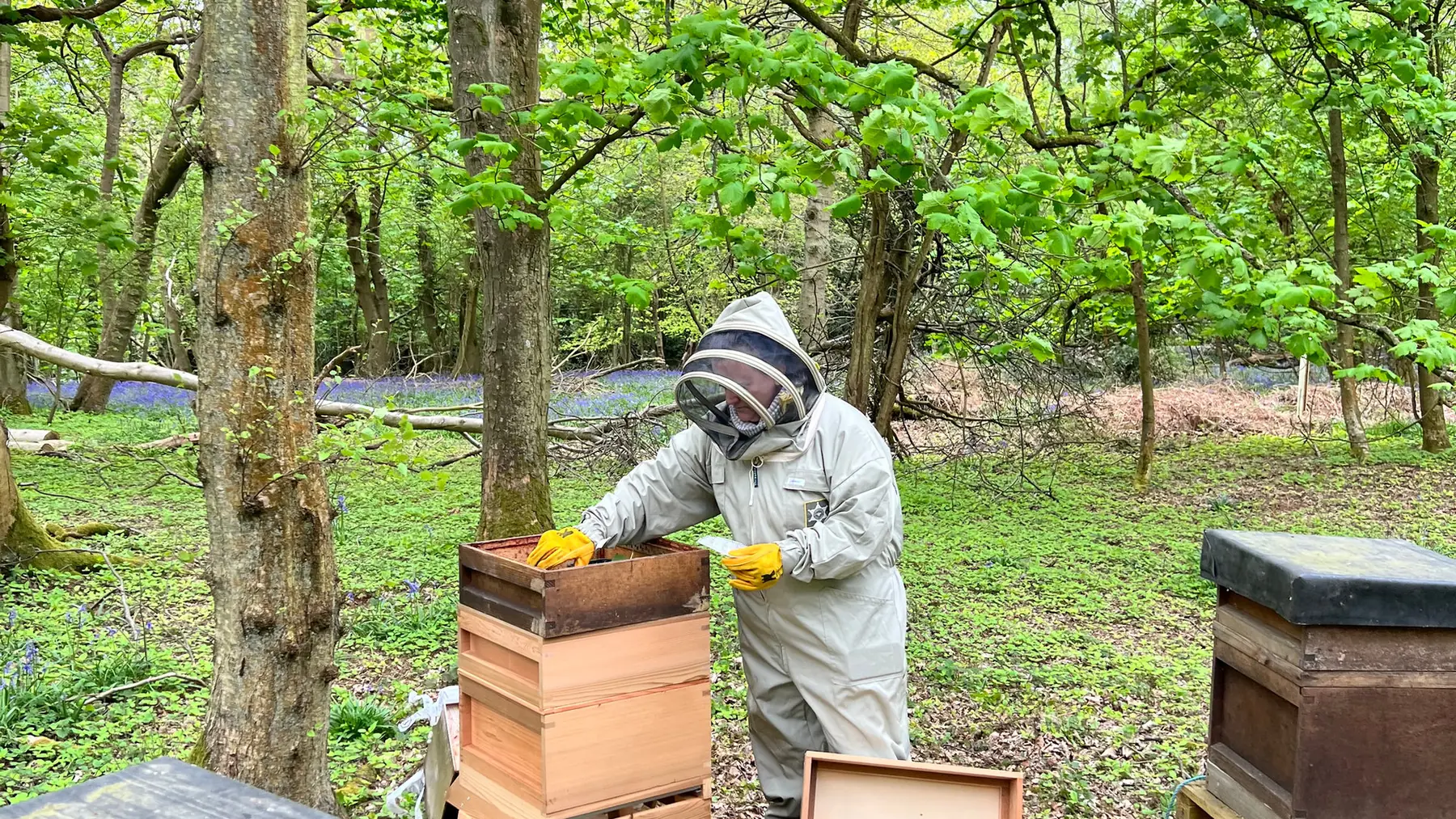 Bees at Cedar Hollow Oxford