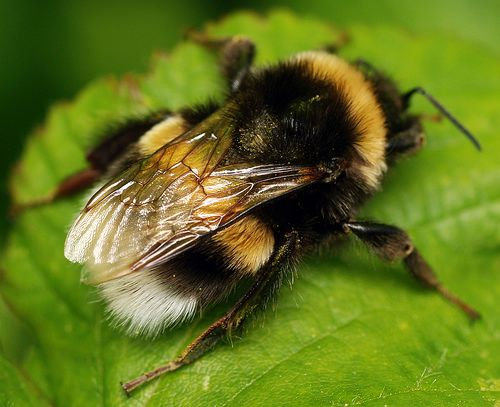 Other Types of Bees