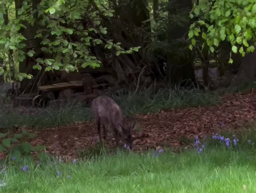 Woodland habitat