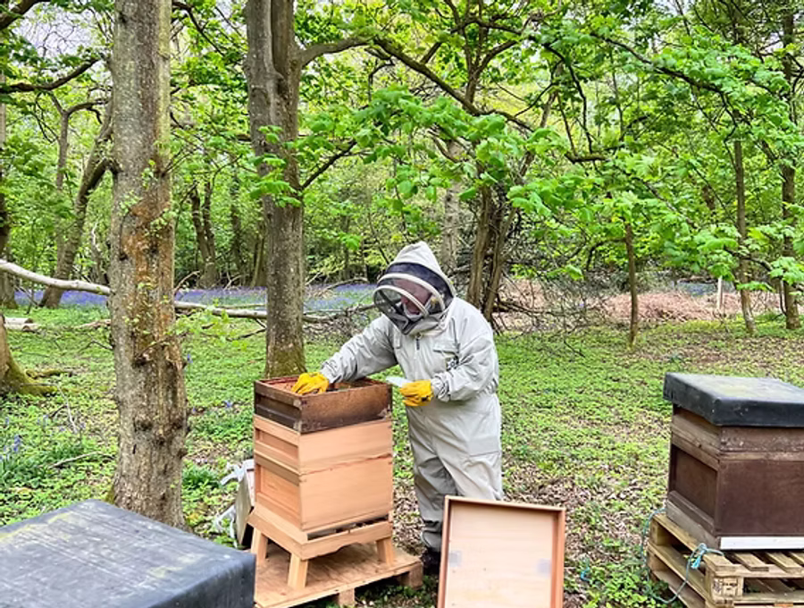 Bees on the comb