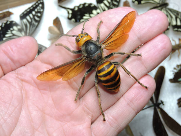 Invasive Species