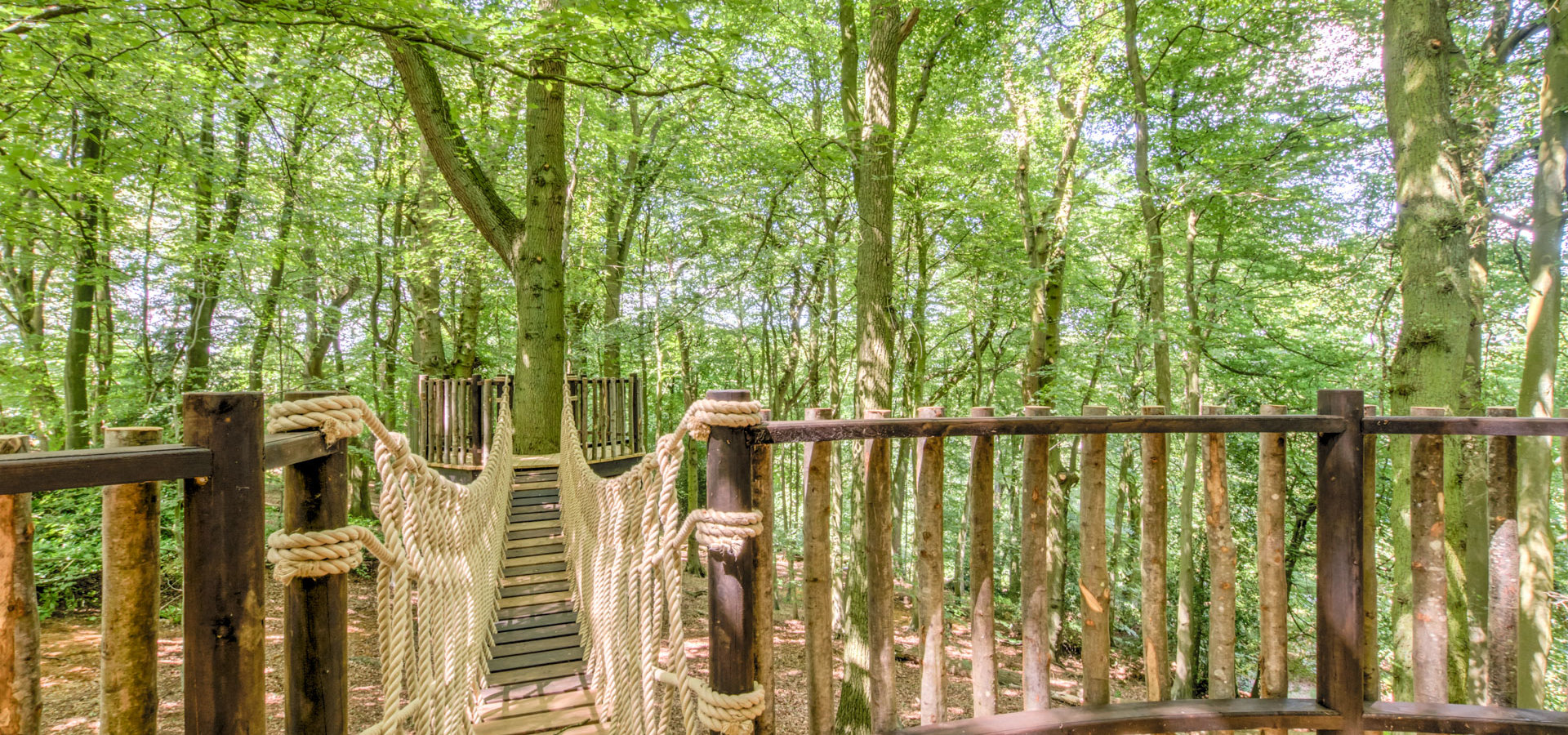 Bridge to Narnia: the woodland bridge in golden light