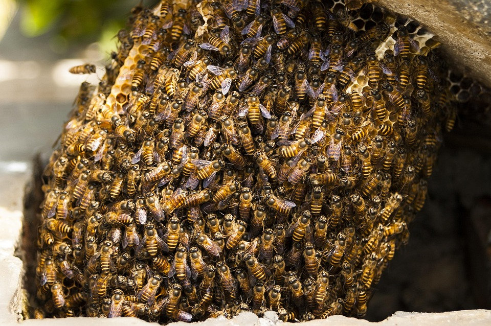 HoneyBees