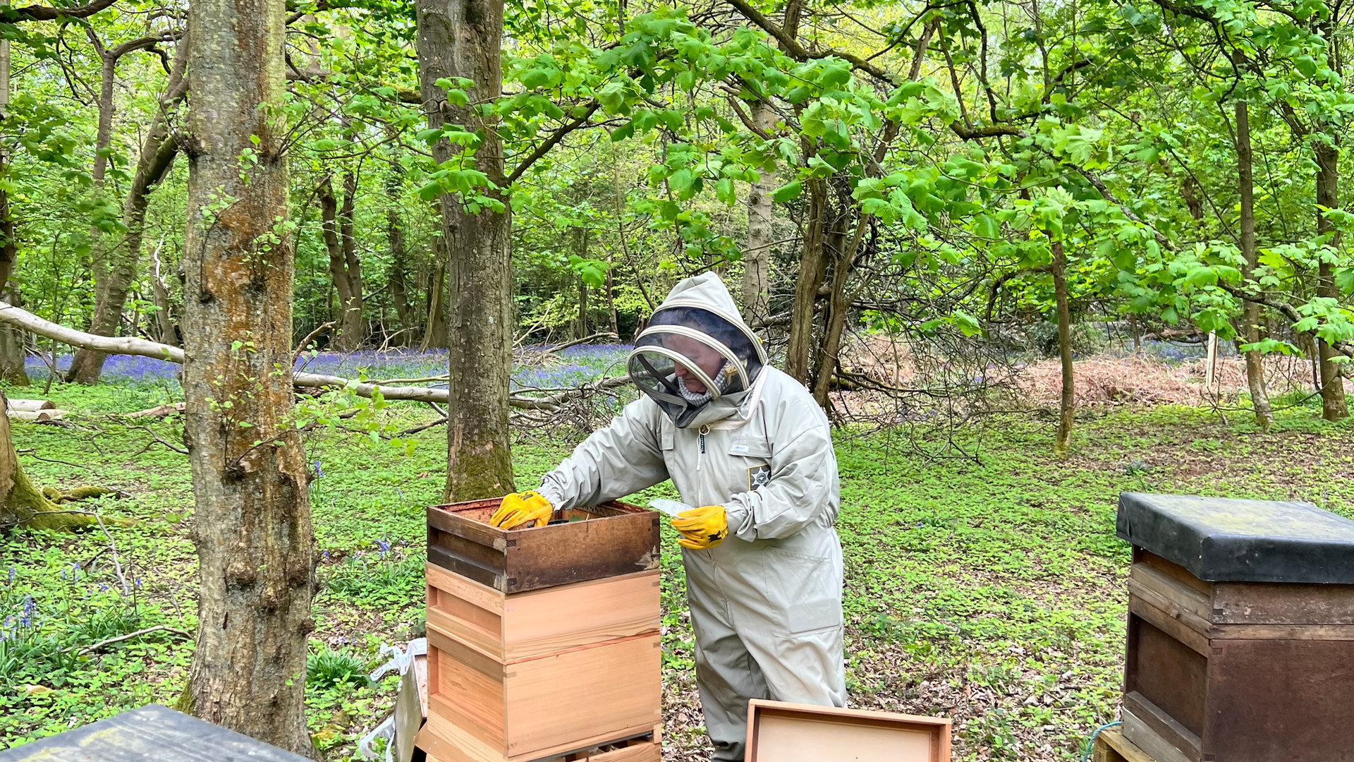 Bees at Cedar Hollow Oxford