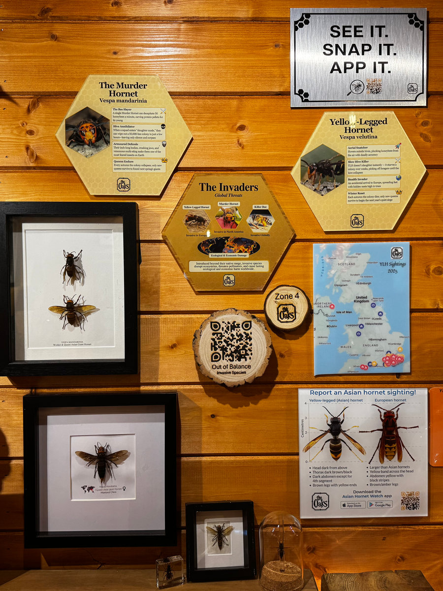 Yellow-legged hornet specimens